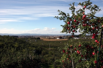写真:りんごと秋の空