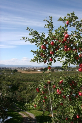 写真:りんごと秋の空