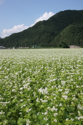 写真:そば畑と真人山(増田)