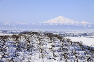 写真:りんご畑と鳥海山