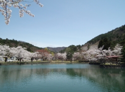 写真:真人公園さくらまつり