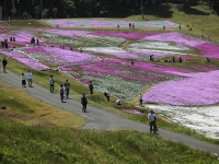 写真:大森リゾート村芝桜