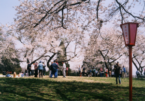 大森公園さくらまつり