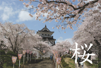 写真：横手の桜フォトギャラリー