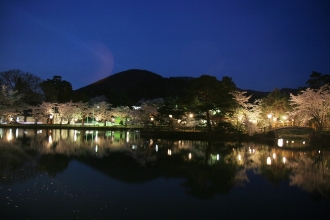 写真:真人公園の夜桜(増田)