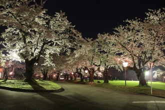 写真：真人公園の夜桜（増田）
