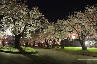 写真:真人公園の夜桜(増田)