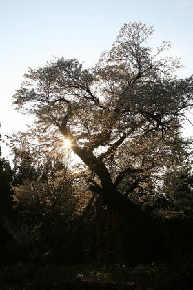 写真:カスミザクラ(雄物川)