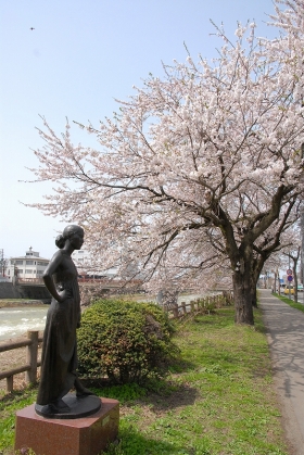 写真:横手川沿いの桜・横手南小学校前