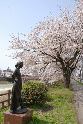 写真：横手川沿いの桜・横手南小学校前