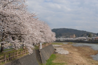 写真:横手川沿いの桜・横手南小学校付近