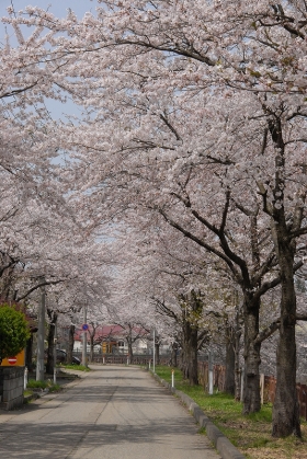 写真:横手川沿いの桜・大町