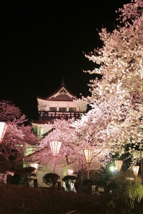 写真:横手公園の夜桜