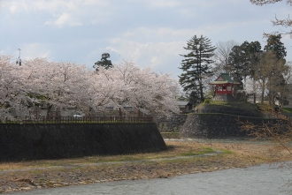 写真：横手川沿いの桜・ 中の橋から眺める観音寺