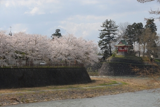 写真:横手川沿いの桜・ 中の橋から眺める観音寺