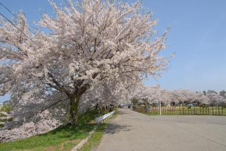 写真：記念公園多目的運動場