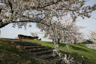 写真：桜づつみ公園（大雄）