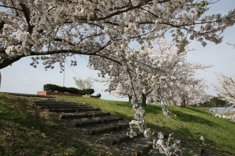 写真:桜づつみ公園(大雄)