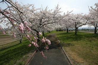 写真：桜づつみ公園（大雄）