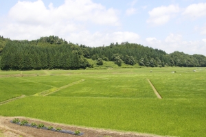 写真：緑一面の田園風景