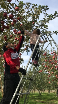 写真：リンゴを収穫する様子