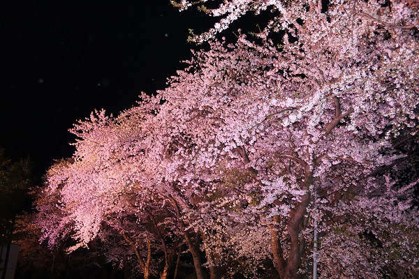 横手市民会館「桜の宴」写真
