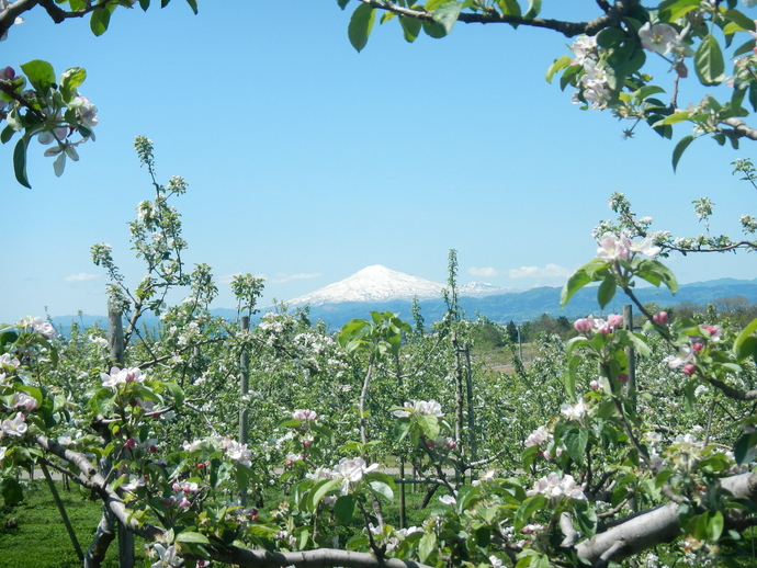 りんごの木の間から鳥海山が見える画像