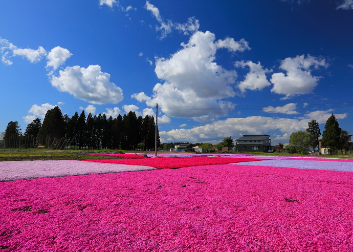 小林さんちの芝桜園