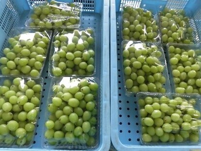 シャインマスカット