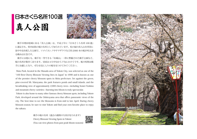 真人公園の桜紹介パネル