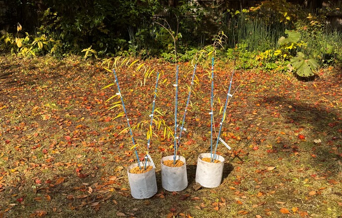 羽黒の柳の苗木