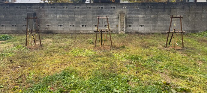 羽黒の柳植樹写真